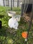 Baby Rex Rabbits Carousel 5