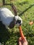 Baby Rex Rabbits Carousel 6
