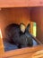 Baby Rex Rabbits Carousel 7