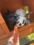Baby Rex Rabbits Carousel 8