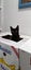 Sweet Snuggly Cat Needs a New Loving Home Carousel 3