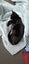 Sweet Snuggly Cat Needs a New Loving Home Carousel 4