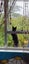 Sweet Snuggly Cat Needs a New Loving Home Carousel 5