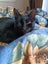 Sweet Snuggly Cat Needs a New Loving Home Carousel 6