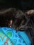 Sweet Snuggly Cat Needs a New Loving Home Carousel 7