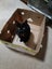 Sweet Snuggly Cat Needs a New Loving Home Carousel 8