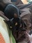 Sweet Snuggly Cat Needs a New Loving Home Carousel 9