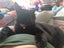 Sweet Snuggly Cat Needs a New Loving Home Carousel 10