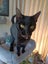 Sweet Snuggly Cat Needs a New Loving Home Carousel 11