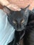 Sweet Snuggly Cat Needs a New Loving Home Carousel 12