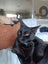 Sweet Snuggly Cat Needs a New Loving Home Carousel 13