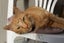 Cats Protection Canterbury - Sunny Carousel 1