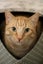 Cats Protection Canterbury - Sunny Carousel 3