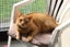 Cats Protection Canterbury - Sunny Carousel 2