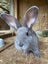 Flemish Giant kits Carousel 8