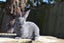 Flemish Giant kits Carousel 9
