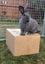 Flemish Giant kits Carousel 12