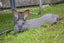 Flemish Giant kits Carousel 14