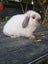 Purebred Mini Lop Carousel 3