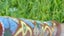 DIDGERIDOO LARGE - 1275mm Carousel 10