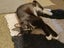 CAT RESCUE CHRISTCHURCH - Ready for Adoption - Gus Carousel 3