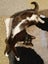 CAT RESCUE CHRISTCHURCH - Ready for Adoption - Gus Carousel 4