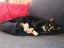 CAT RESCUE CHRISTCHURCH - Ready for Adoption - Gus Carousel 7