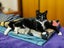 CAT RESCUE CHRISTCHURCH - Ready for Adoption - Gus Carousel 1