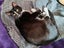 CAT RESCUE CHRISTCHURCH - Ready for Adoption - Gus Carousel 8