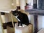 CAT RESCUE CHRISTCHURCH - Ready for Adoption - Gus Carousel 9