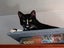 CAT RESCUE CHRISTCHURCH - Ready for Adoption - Gus Carousel 10