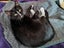 CAT RESCUE CHRISTCHURCH - Ready for Adoption - Gus Carousel 11
