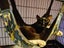 CAT RESCUE CHRISTCHURCH - Ready for Adoption - Gus Carousel 12