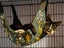 CAT RESCUE CHRISTCHURCH - Ready for Adoption - Gus Carousel 13