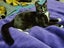 CAT RESCUE CHRISTCHURCH - Ready for Adoption - Gus Carousel 14