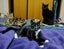 CAT RESCUE CHRISTCHURCH - Ready for Adoption - Gus Carousel 15