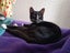 CAT RESCUE CHRISTCHURCH - Ready for Adoption - Gus Carousel 16