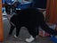 CAT RESCUE CHRISTCHURCH - Ready for Adoption - Gus Carousel 17