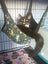 CAT RESCUE CHRISTCHURCH - Ready for Adoption - Gus Carousel 18