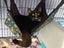 CAT RESCUE CHRISTCHURCH - Ready for Adoption - Gus Carousel 19