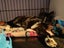 CAT RESCUE CHRISTCHURCH - Ready for Adoption - Gus Carousel 20