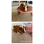 Guinea pig babies Carousel 1