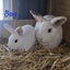 Cute Rabbits Carousel 3