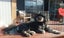 Shih Tzu puppy Carousel 5