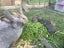 Pet bunnies Carousel 1