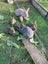 Pet bunnies Carousel 2
