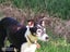 Border Collie Pup Carousel 4