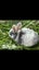 Purebred Standard Rex Rabbits Carousel 3