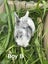 Purebred Standard Rex Rabbits Carousel 4