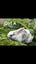 Purebred Standard Rex Rabbits Carousel 7